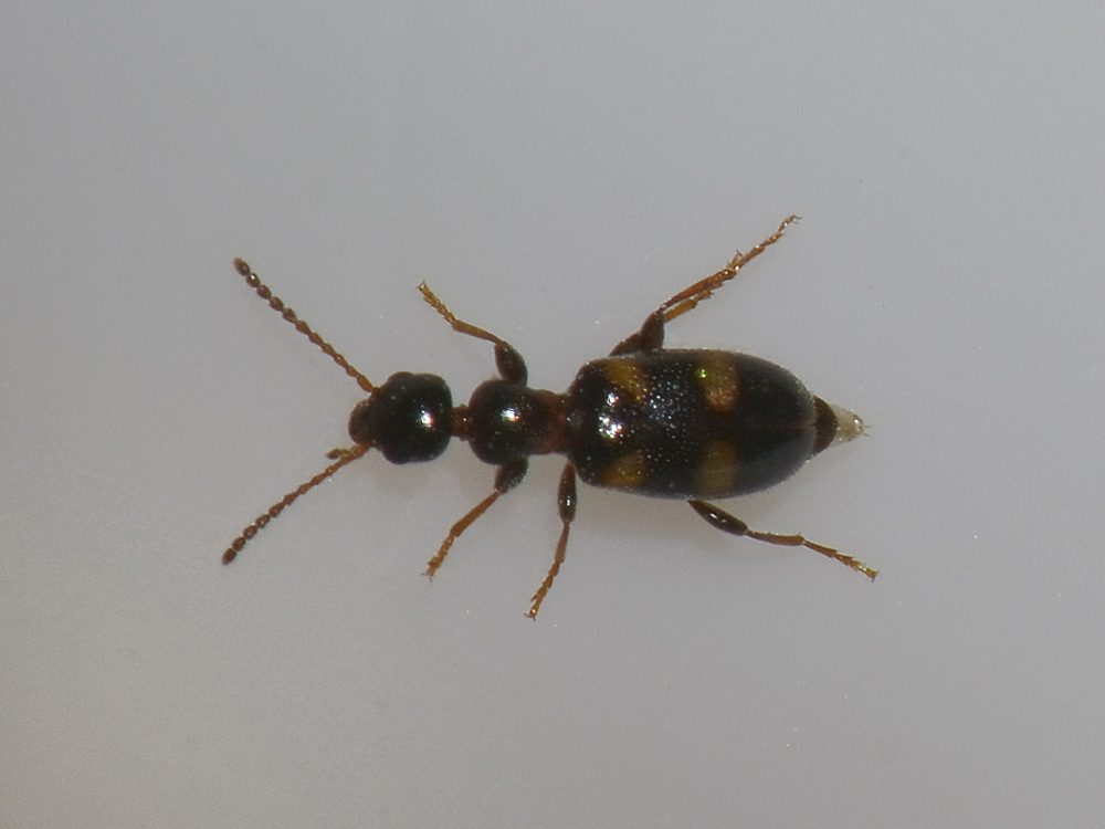 Anthicidae:  Omonadus bifasciatus